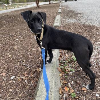 Rescue Hound and Pit Bull Terrier Dogs for Adoption in Richmond, Virginia - Rufus | PetCurious