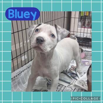 Pit Bull Terrier Dogs Available for Adoption in Ringwood, New Jersey - Bluey | PetCurious