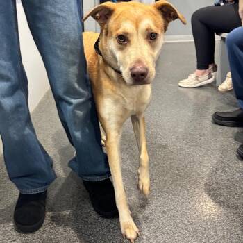 Harley -  Mixed Breed Dog for Adoption in Allentown, Pennsylvania - Harley | PetCurious