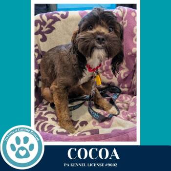 Shih Tzu Dogs Available for Adoption in Kimberton, Pennsylvania - Cocoa (Beethoven