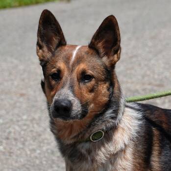 Toby -  Collie Dog for Adoption in Millfield, Ohio - Toby | PetCurious