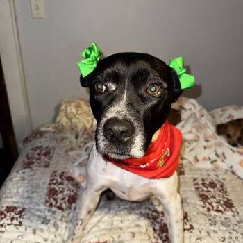 Rescue American Staffordshire Terrier and Terrier Dogs for Adoption in New Martinsville, West Virginia - Bridgette | PetCurious