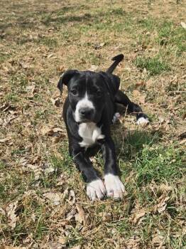 Blossom -  Pit Bull Terrier and Labrador Retriever Dog for Adoption in Austin, Texas - Blossom | PetCurious