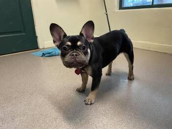 French Bulldog Dogs Available for Adoption - A527420 | PetCurious
