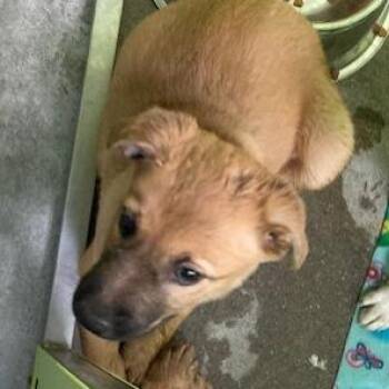 Bubbles - Stray Hold Up 10/18 -  Labrador Retriever and Shepherd Dog for Adoption in Spokane, Washington - Bubbles - Stray Hold Up 10/18 | PetCurious