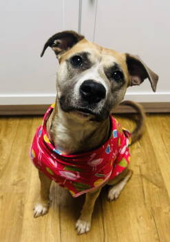 Rescue Mixed Breed Dogs for Adoption in Germantown, Ohio - Lucky Clover | PetCurious