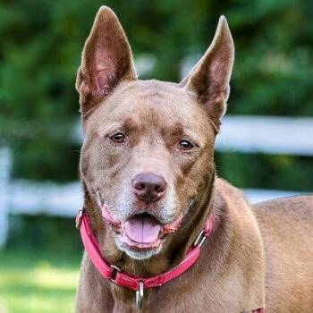 Rescue Mixed Breed Dogs for Adoption in Miamitown, Ohio - Som Pom | PetCurious