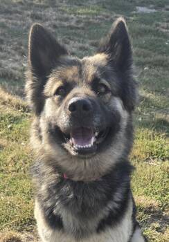 Dinah -  German Shepherd Dog and Norwegian Elkhound Dog for Adoption in Salem, Oregon - Dinah | PetCurious