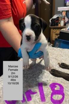 Marcee -  American Staffordshire Terrier Dog for Adoption in Welling, Oklahoma - Marcee | PetCurious
