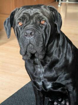 Rescue Cane Corso Dogs for Adoption in Bristol, Vermont - Riley | PetCurious