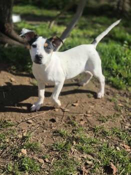Rescue Jack Russell Terrier Dogs for Adoption in Dover, Arkansas - Cavalier | PetCurious