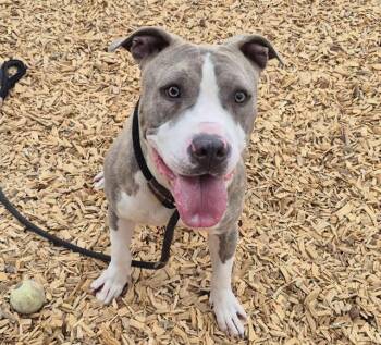 TAMIYA -  Pit Bull Terrier and Mixed Breed Dog for Adoption in Albuquerque, New Mexico - TAMIYA | PetCurious