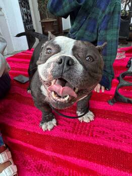 American Bully Dogs Available for Adoption in West Hollywood, California - Sherman | PetCurious