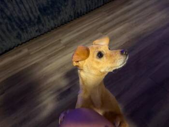 Zoey -  Chihuahua Dog for Adoption in Mustang, Oklahoma - Zoey | PetCurious