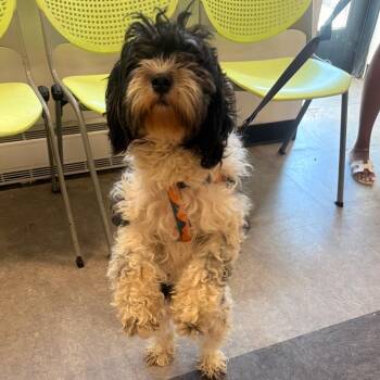 Oreo Pie -  Cavalier King Charles Spaniel and Miniature Poodle Dog for Adoption in Philadelphia, Pennsylvania - Oreo Pie | PetCurious