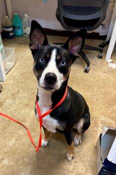 Rescue Cattle Dog Dogs for Adoption in New Braunfels, Texas - Sunka | PetCurious