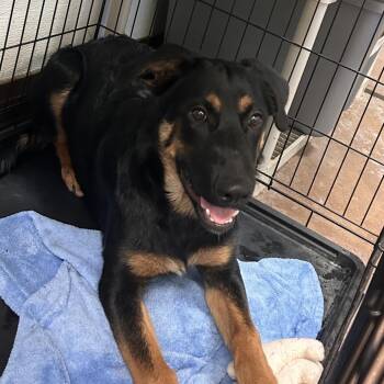 Rita -  Mixed Breed Dog for Adoption in Flagstaff, Arizona - Rita | PetCurious