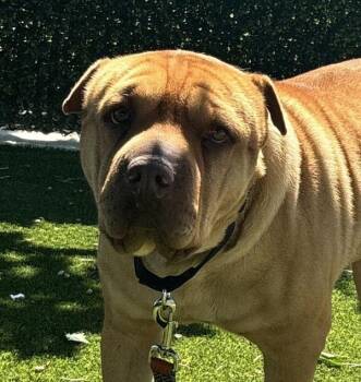 Honey -  Shar Pei and Pit Bull Terrier Dog for Adoption in Golden, Colorado - Honey | PetCurious