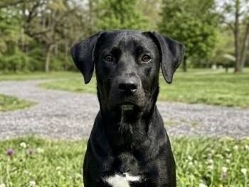 Derkatch / Poppy -  Labrador Retriever Dog for Adoption in Broomfield, Colorado - Derkatch / Poppy | PetCurious