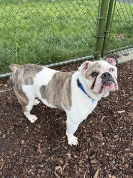 American Bulldog Dogs Available for Adoption in Leesburg, Virginia - COLT | PetCurious