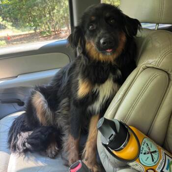 Split -  Mixed Breed Dog for Adoption in Fredericksburg, Virginia - Split | PetCurious