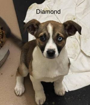 Hound Dogs Available for Adoption - Diamond | PetCurious