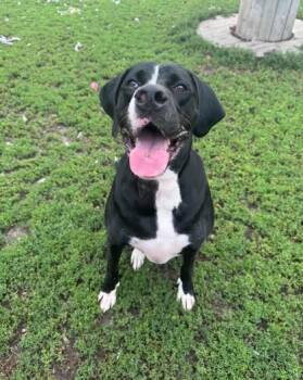Journey -  Great Dane and Mixed Breed Dog for Adoption in Humboldt, Iowa - Journey | PetCurious