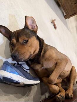 Oso -  German Shepherd Dog and Rottweiler Dog for Adoption in Liverpool, Texas - Oso | PetCurious