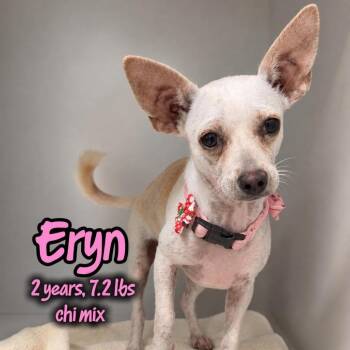 Eryn -  Chihuahua and None Dog for Adoption in Tampa, Florida - Eryn | PetCurious