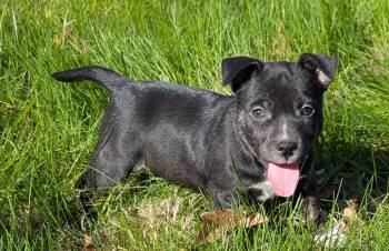 Terrier Dogs Available for Adoption in WDM, Iowa - Sage | PetCurious