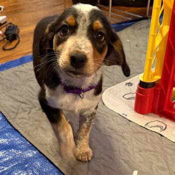 Mixed Breed Dogs Available for Adoption in Fredericksburg, Virginia - Jesse | PetCurious
