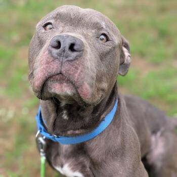 Harvee -  Mixed Breed Dog for Adoption in West Olive, Michigan - Harvee | PetCurious