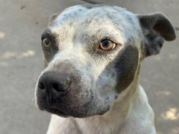 NACHO LIBRE -  Pit Bull Terrier and Mixed Breed Dog for Adoption in Tulsa, Oklahoma - NACHO LIBRE | PetCurious
