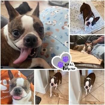 Boston Terrier Dogs Available for Adoption - Nika | PetCurious