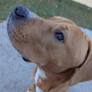 Swag -  Mixed Breed Dog for Adoption in Indianapolis, Indiana - Swag | PetCurious