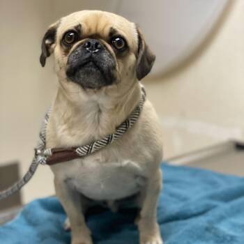 Pug and Mixed Breed Dogs Available for Adoption - Muffin | PetCurious