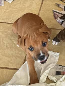 Terrier Dogs Available for Adoption in Candler, North Carolina - Tony | PetCurious