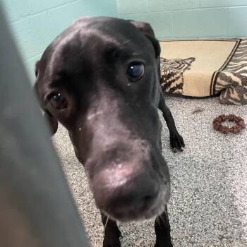 Bruce -  Black Labrador Retriever Dog for Adoption in Port Charlotte, Florida - Bruce | PetCurious