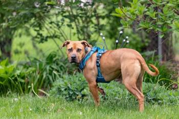 Mixed Breed Dogs Available for Adoption in Savage, Minnesota - Henry | PetCurious