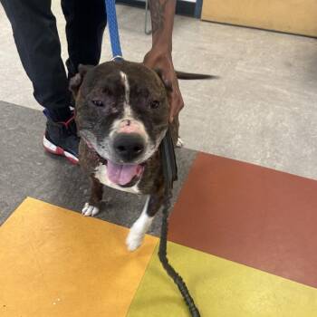 Martini -  Mixed Breed Dog for Adoption in Philadelphia, Pennsylvania - Martini | PetCurious