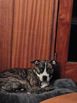 Canyon -  Pit Bull Terrier Dog for Adoption in St. Clair Shores, Michigan - Canyon | PetCurious
