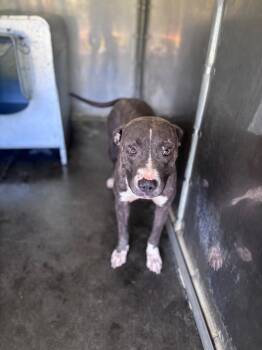 Pit Bull Terrier Dogs Available for Adoption in Burgaw, North Carolina - China | PetCurious