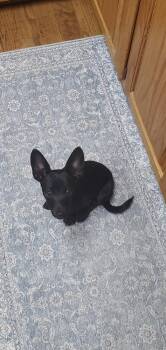 Peewee dachshund -  Dachshund and Chihuahua Dog for Adoption in Gillsville, Georgia - Peewee Dachshund | PetCurious