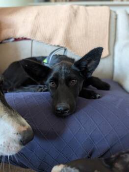 Derby -  Mixed Breed Dog for Adoption in Waunakee, Wisconsin - Derby | PetCurious