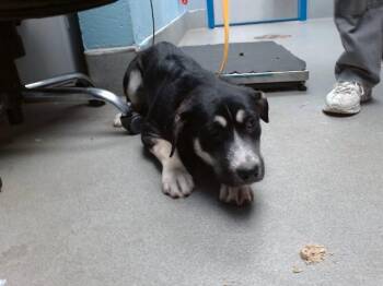 SHELLY -  Labrador Retriever and Mixed Breed Dog for Adoption in Albuquerque, New Mexico - SHELLY | PetCurious