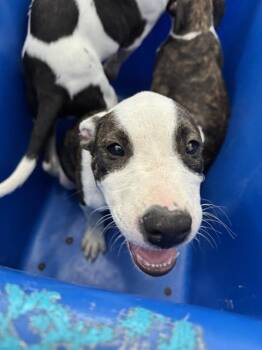 GRAHAM -  Mixed Breed Dog for Adoption in Dallas, Texas - GRAHAM | PetCurious