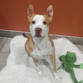 Bobby -  Pit Bull Terrier Dog for Adoption in Springdale, Arkansas - Bobby | PetCurious