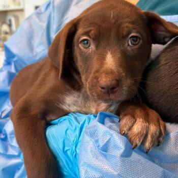 Annalisa -  Mixed Breed Dog for Adoption in Huntington, West Virginia - Annalisa | PetCurious