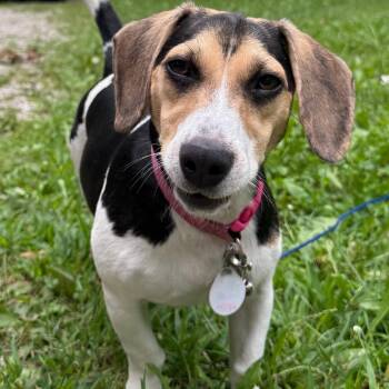 Amelia -  Beagle and Jack Russell Terrier Dog for Adoption in Normal, Illinois - Amelia | PetCurious