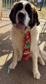Rescue Saint Bernard Dogs for Adoption in Plano, Texas - Miller | PetCurious